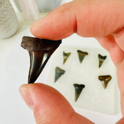 Mako Teeth - Polished Shark Teeth Fossils - You Choose variant 5 in hand for size reference