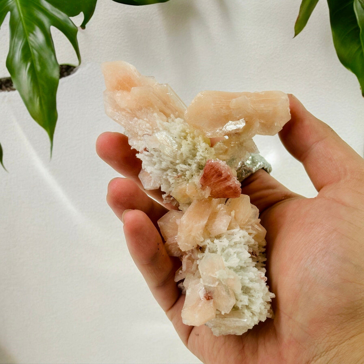 Peach and Red Stilbite Crystal Cluster on Matrix in hand for size reference with plants in the background