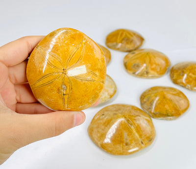 A Polished Sand Dollar Fossil being held in front of Polished Sand Dollar Fossils.