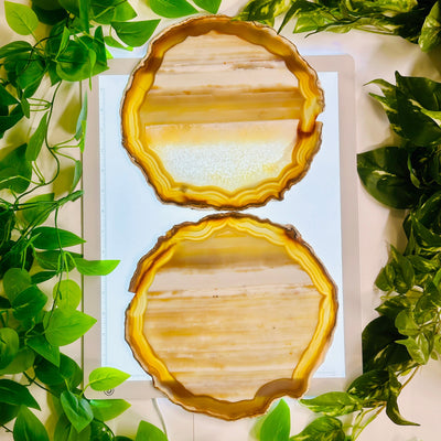 Agate Slice Set - Set of Six Large Grade AA Agate Crystals two agate slices arranged on light table surrounded by plants