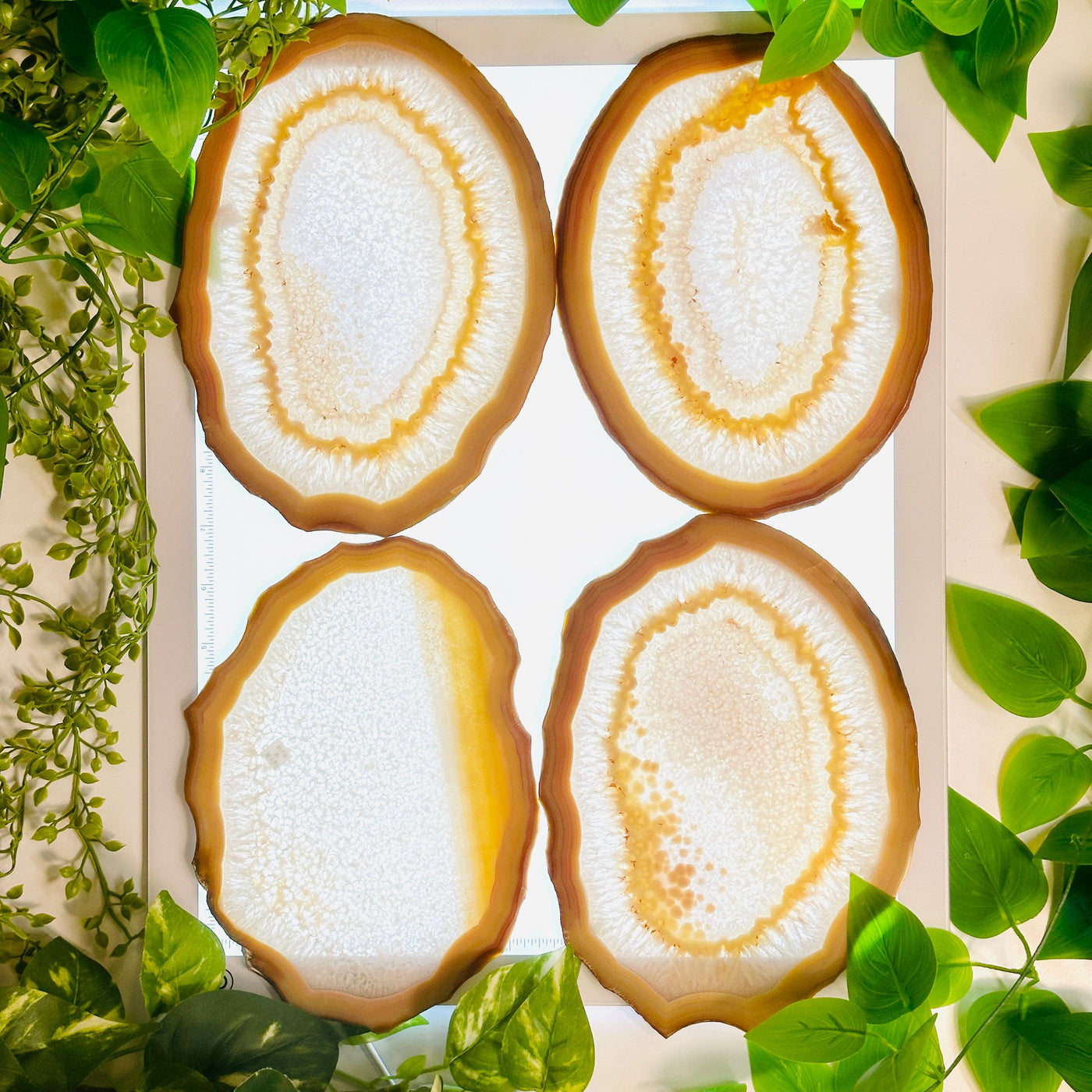Agate Slice Set - Set of Eight Agate Crystals 4 agate slices on light table surrounded by plants