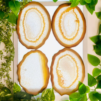 Agate Slice Set - Set of Eight Agate Crystals 4 agate slices on light table surrounded by plants