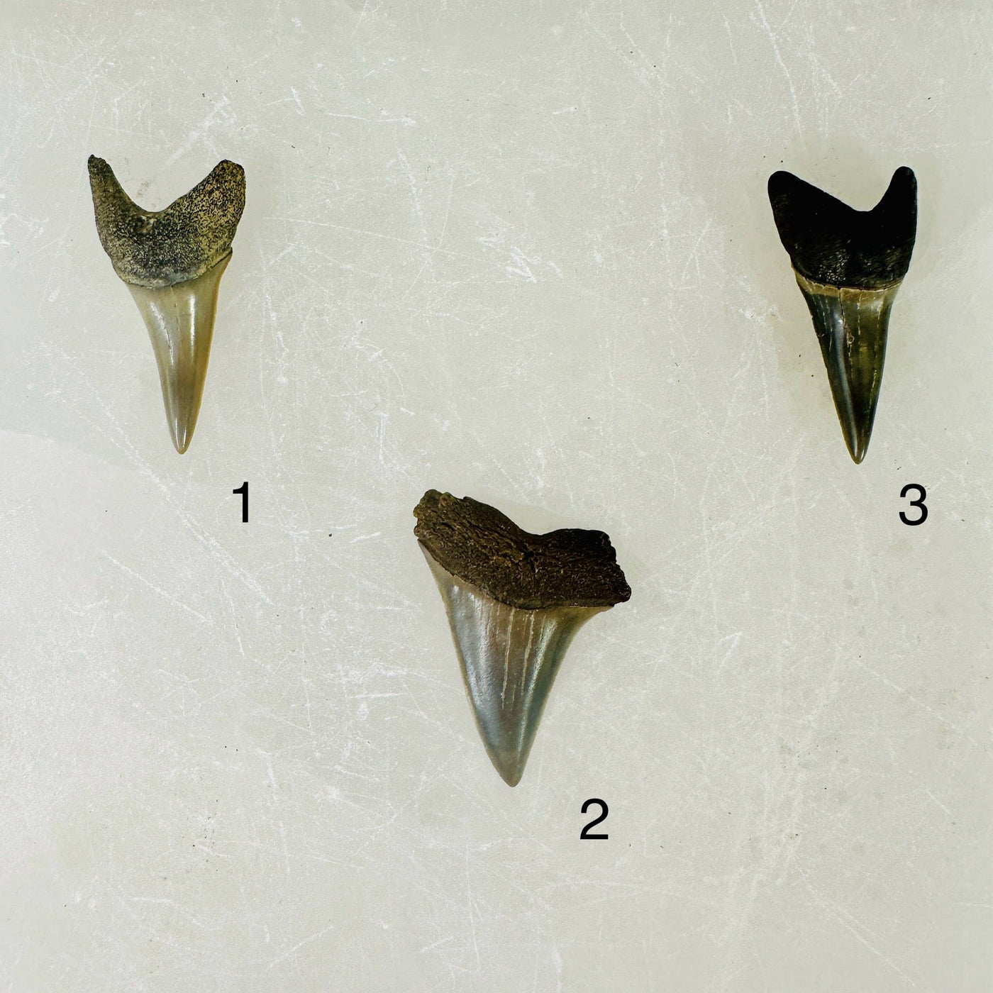 Mako Teeth - Polished Shark Teeth Fossils - You Choose variants 1 2 3 labeled