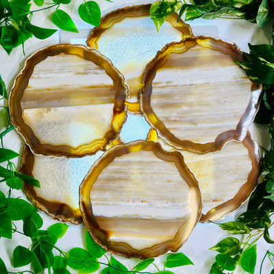 Agate Slice Set - Set of Six Large Grade AA Agate Crystals all agate slices arranged in aesthetic manner over light table surrounded by plants