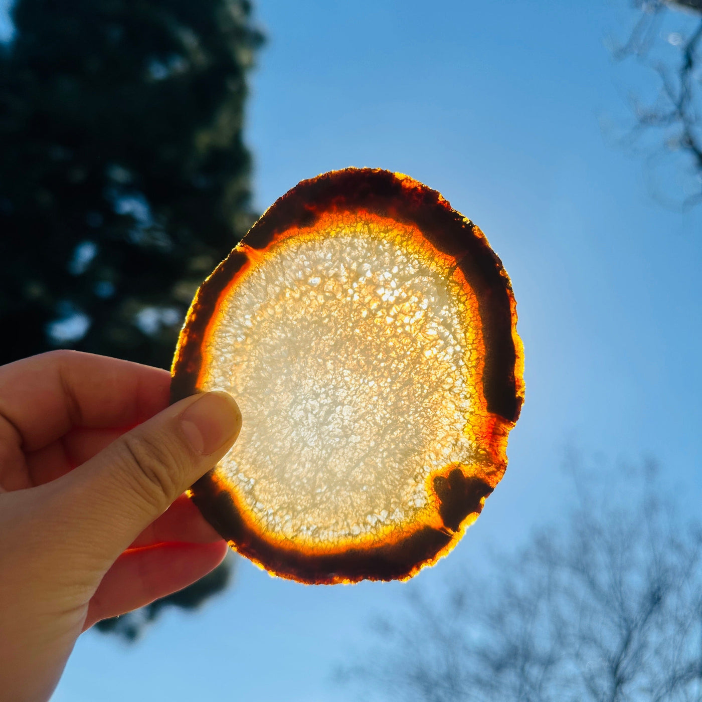 Agate Slice Set - Set of Eight Agate Crystal Coasters coaster 2 in front of sun backlit