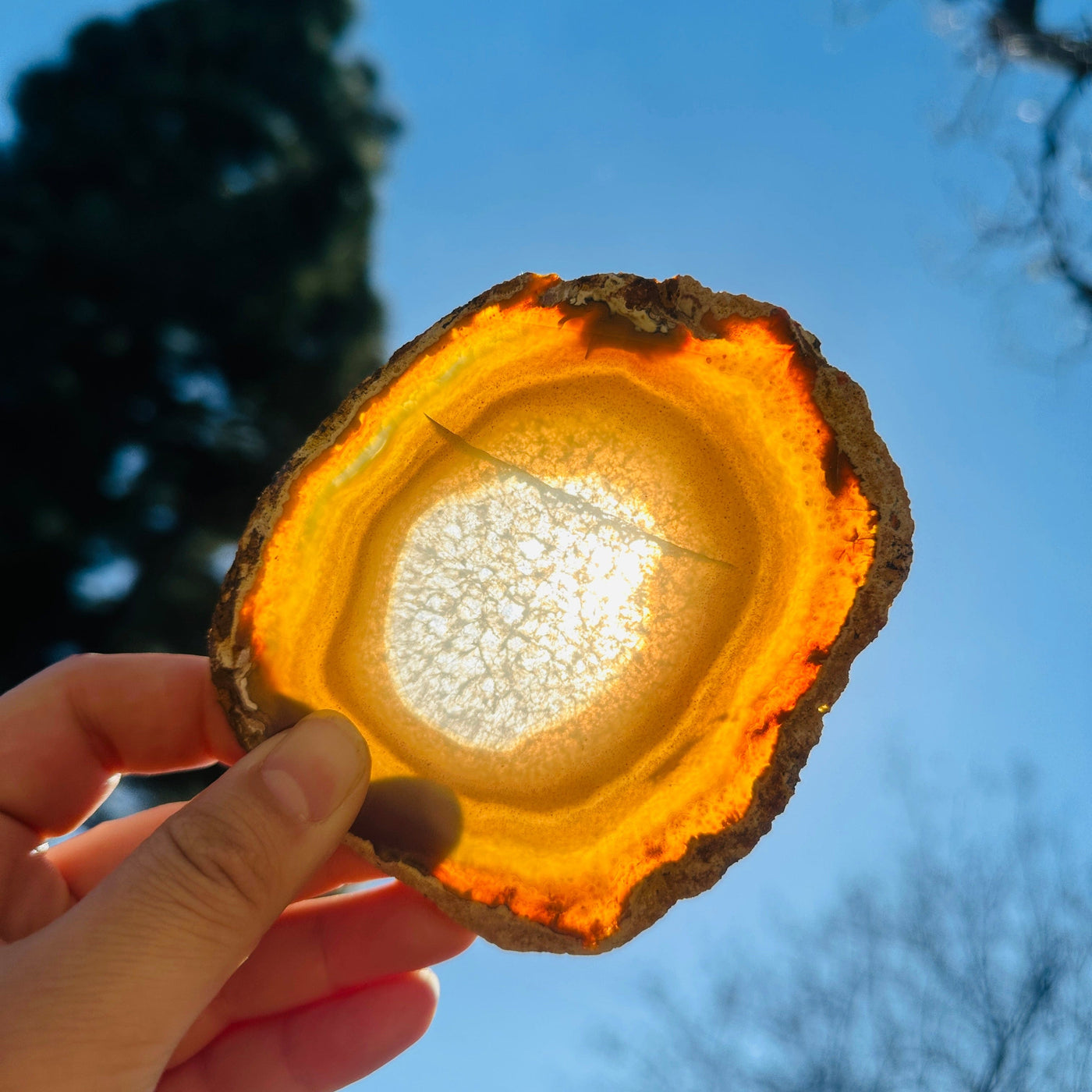 Agate Slice Set - Set of Eight Agate Crystal Coasters coaster 4 in front of sun backlit