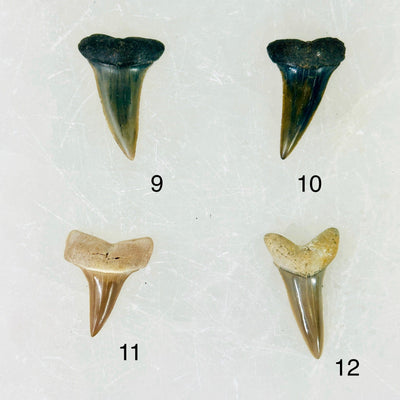 Mako Shark Teeth - Fossilized Polished Shark Teeth - You Choose variants 9 10 11 12 labeled