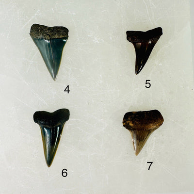 Mako Teeth - Polished Shark Teeth Fossils - You Choose variants 4 5 6 7 labeled