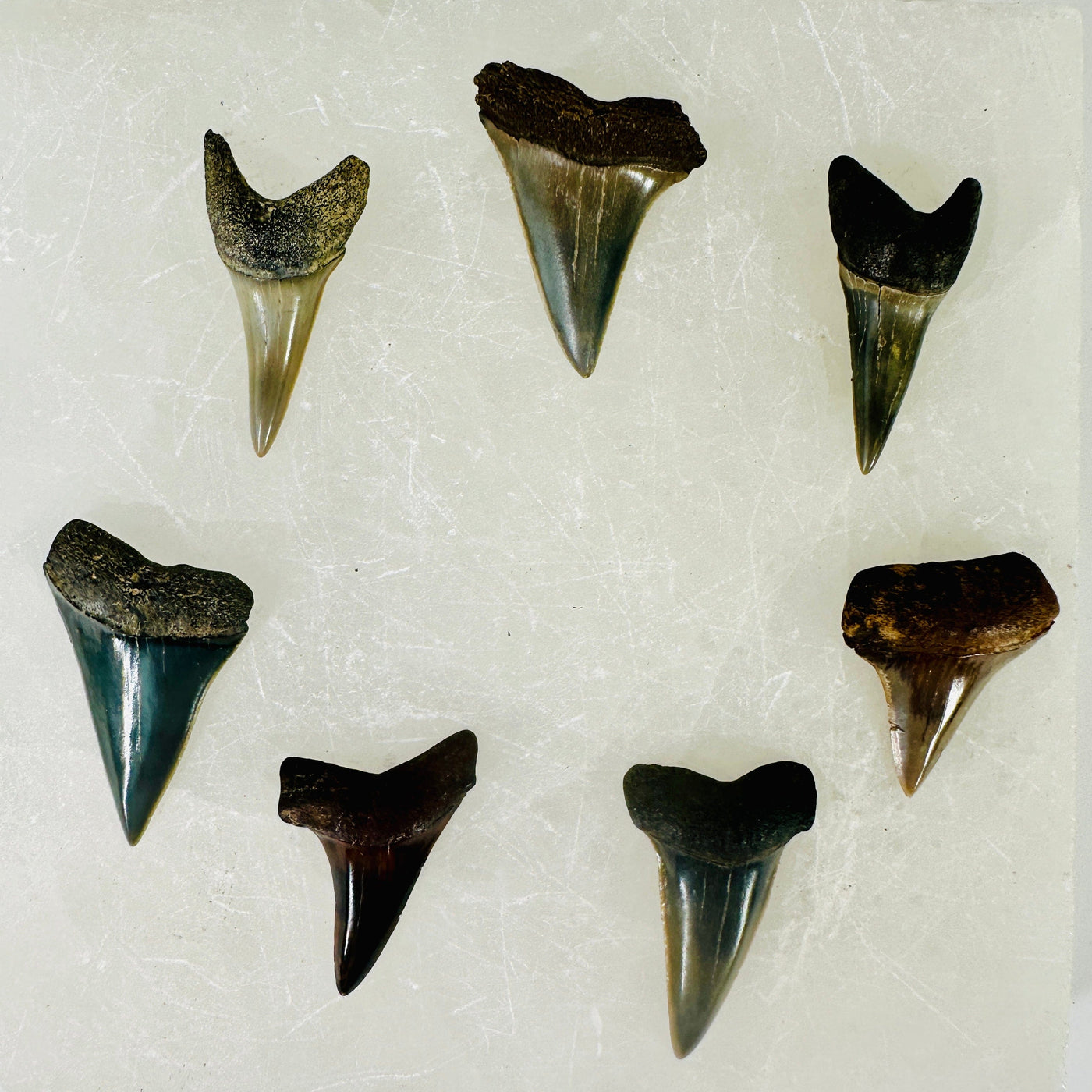 Mako Teeth - Polished Shark Teeth Fossils - You Choose all variants