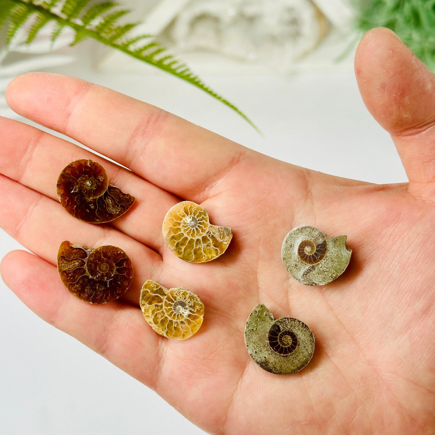 Ammonite Fossil Slices - Small Pairs - You Choose all pairs in hand for size reference