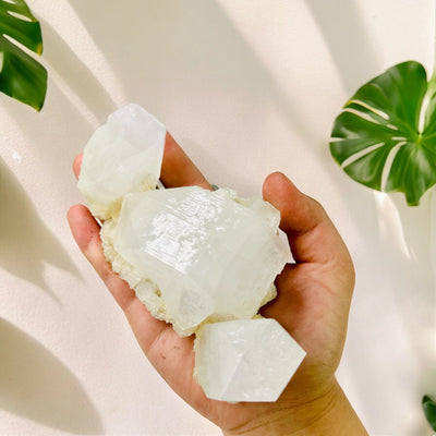 Apophyllite - Large Crystals - Rare Find in hand for size reference with plants in the background