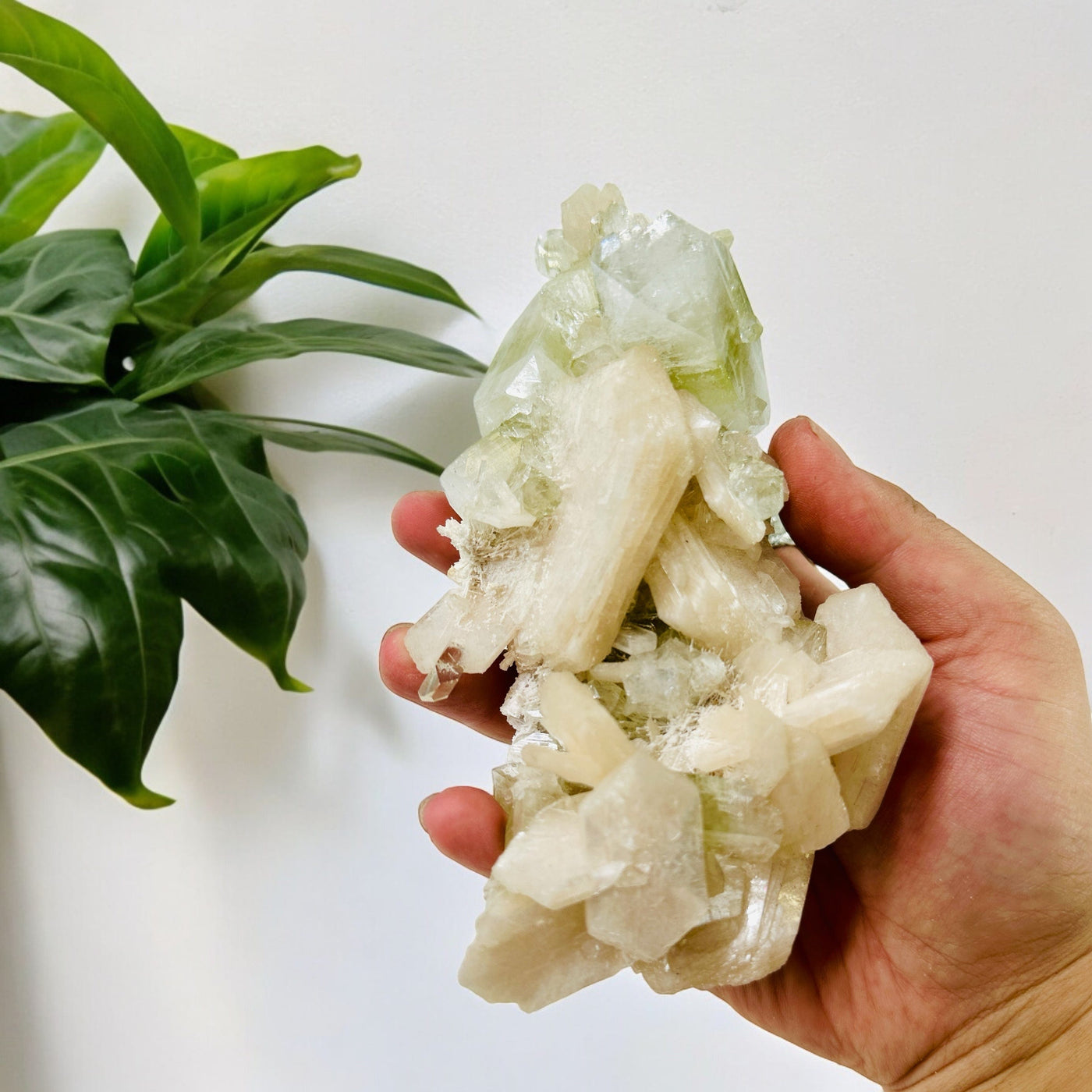  Apophyllite with Peach Stilbite and Scolecite - Rare Find in hand for size reference with plant in the background