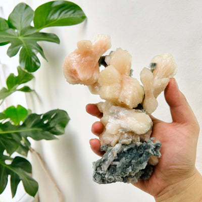 Peach Stilbite with Zeolite Crystal Formation - Museum Quality Specimen in hand for size reference with plants in the background