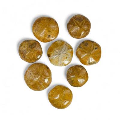 Polished Sand Dollar Fossils laying on a white background.