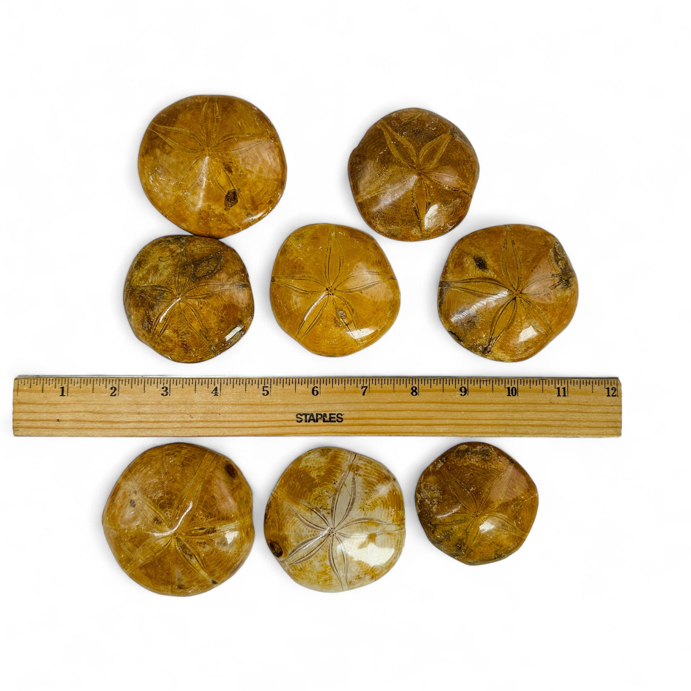 Polished Sand Dollar Fossils laying on a white background with a ruler for size reference.