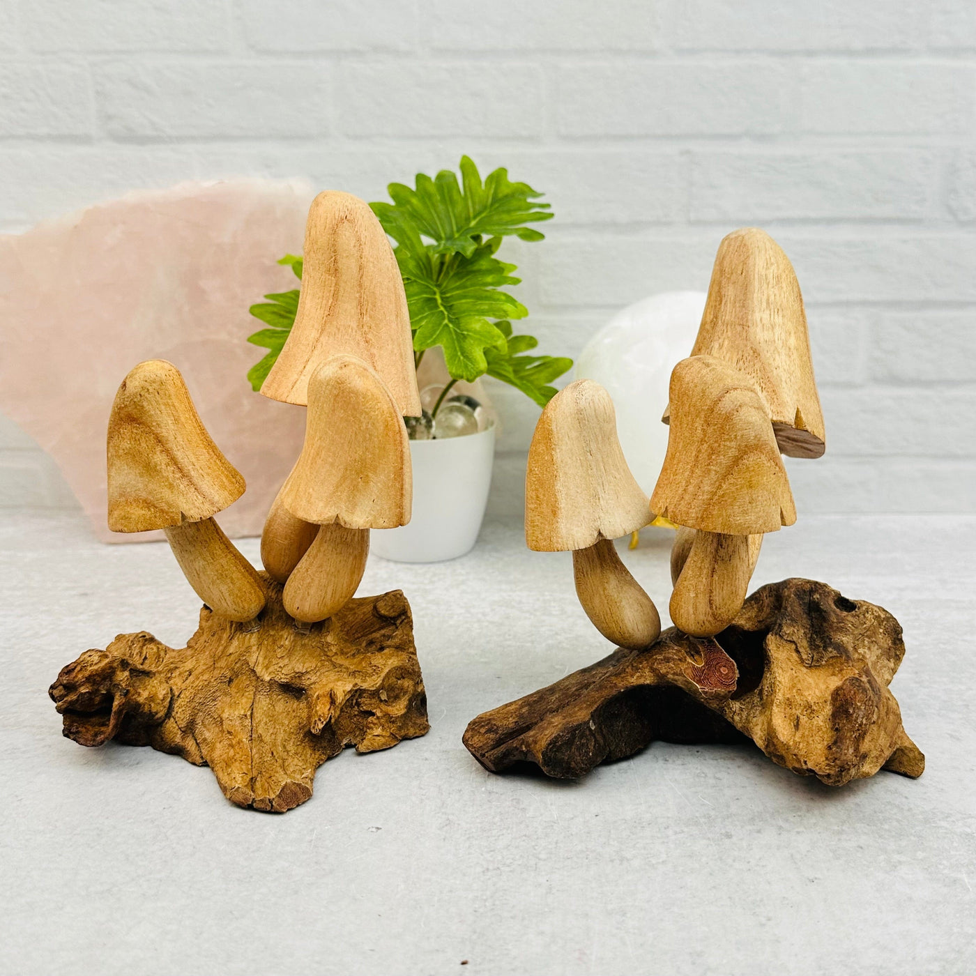 large mushrooms displayed to show the differences in the color shades and sizes 