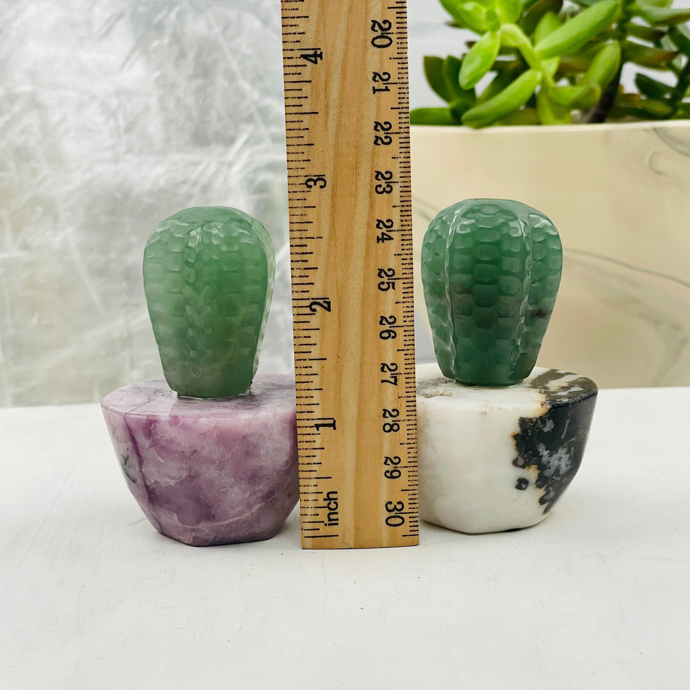 cactus next to a ruler for size reference 