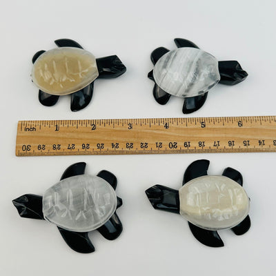 turtles next to a ruler for size reference 