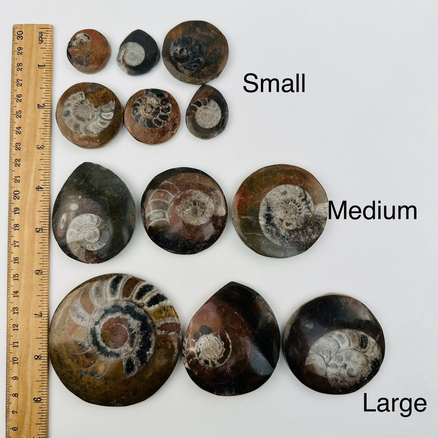 Ammonite Fossil Slab - You Select Size - next to a ruler for size reference 