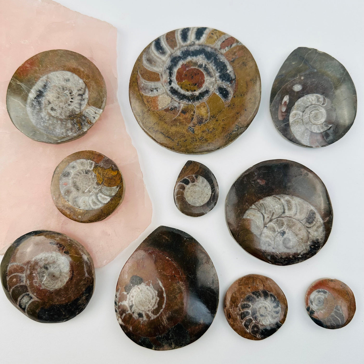 multiple fossils displayed to show the differences in the sizes 