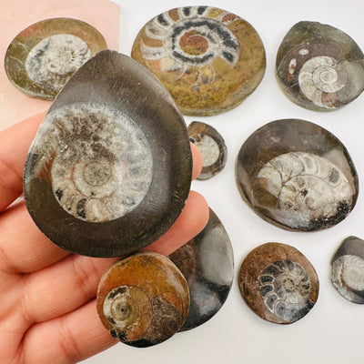 Ammonite Fossil Slab in hand for size reference 