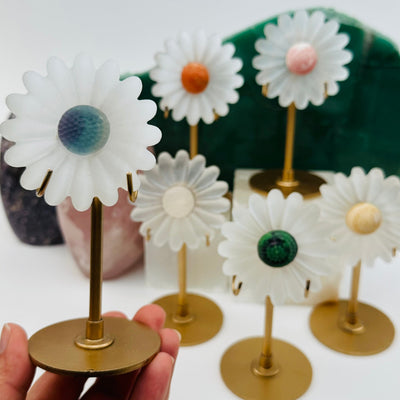 multiple selenite crystal flowers displayed to show the differences in the sizes and color shades
