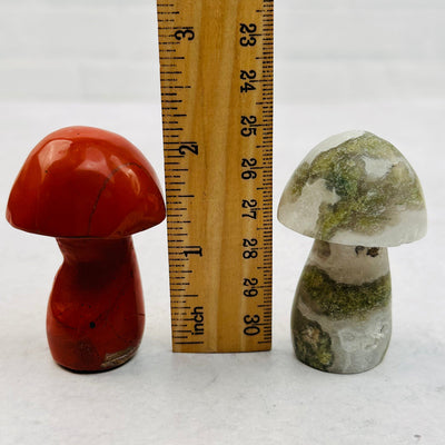 mushroom next to a ruler for size reference 