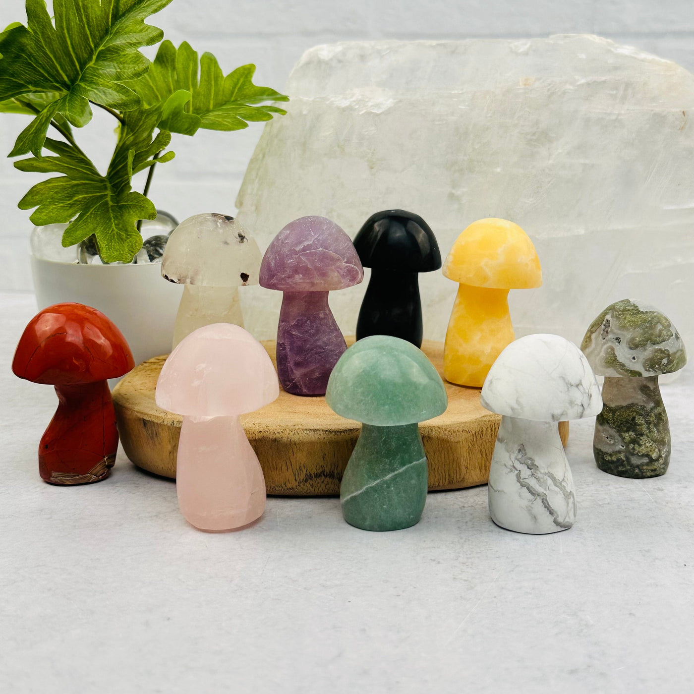 multiple gemstone mushrooms displayed to show the differences in the color shades 