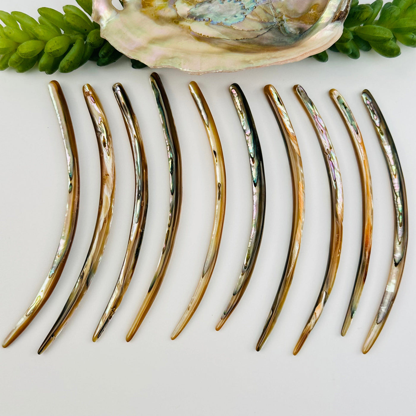 multiple abalone beads displayed to show the differences in the sizes and color shades 