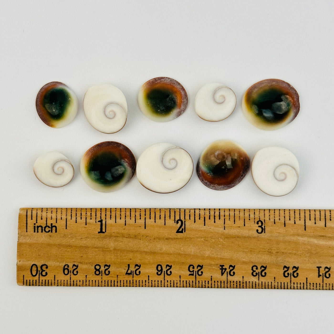 Cat's Eye Operculum Shells displayed next to a ruler for size reference 