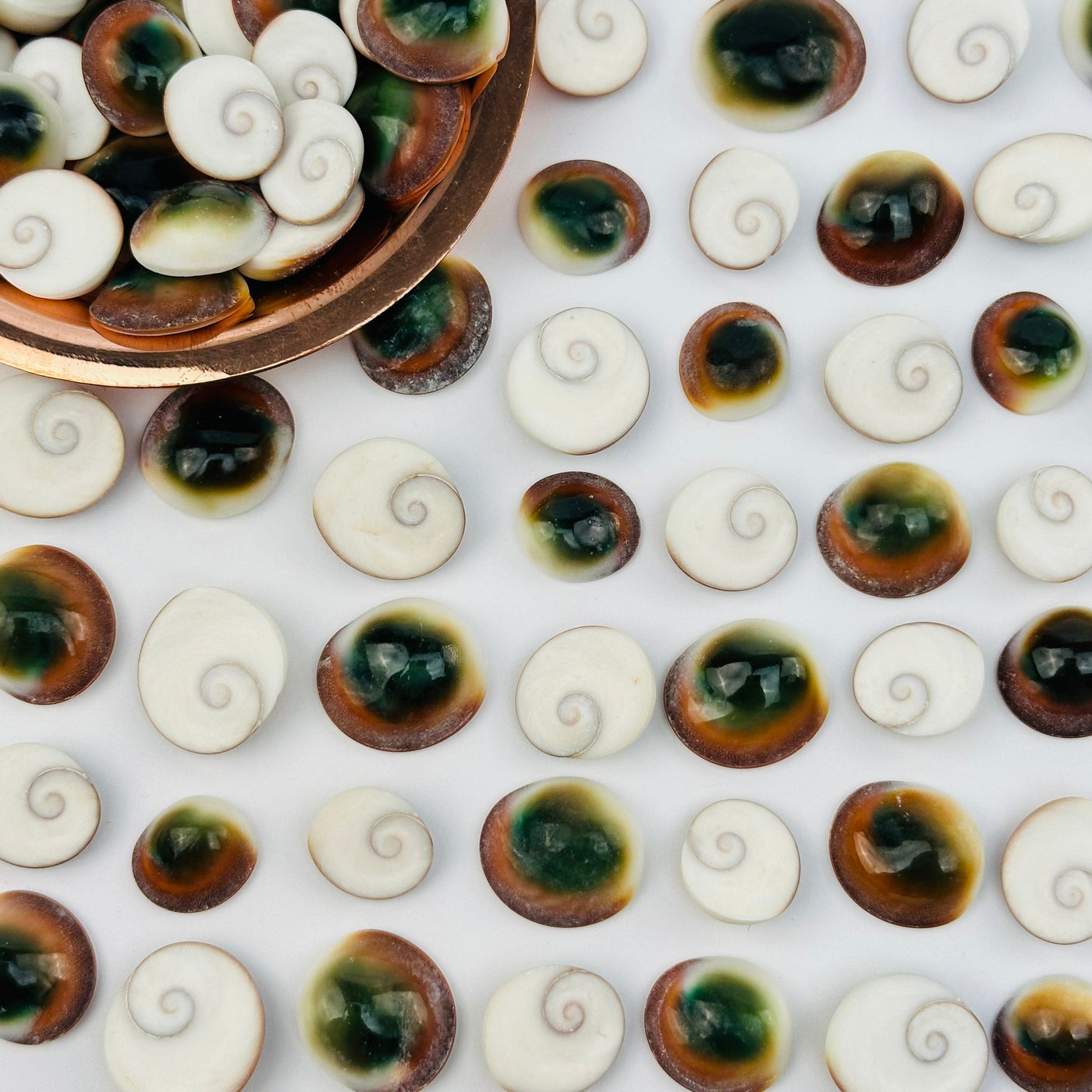 multiple Cat's Eye Operculum Shells displayed to show the differences in the sizes and color shades 