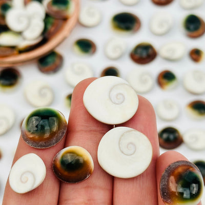 close up of the details on these shells 