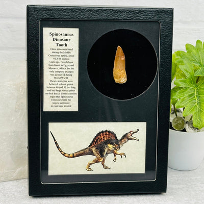 Spinosaurus Dinosaur Tooth - Fossil Display -