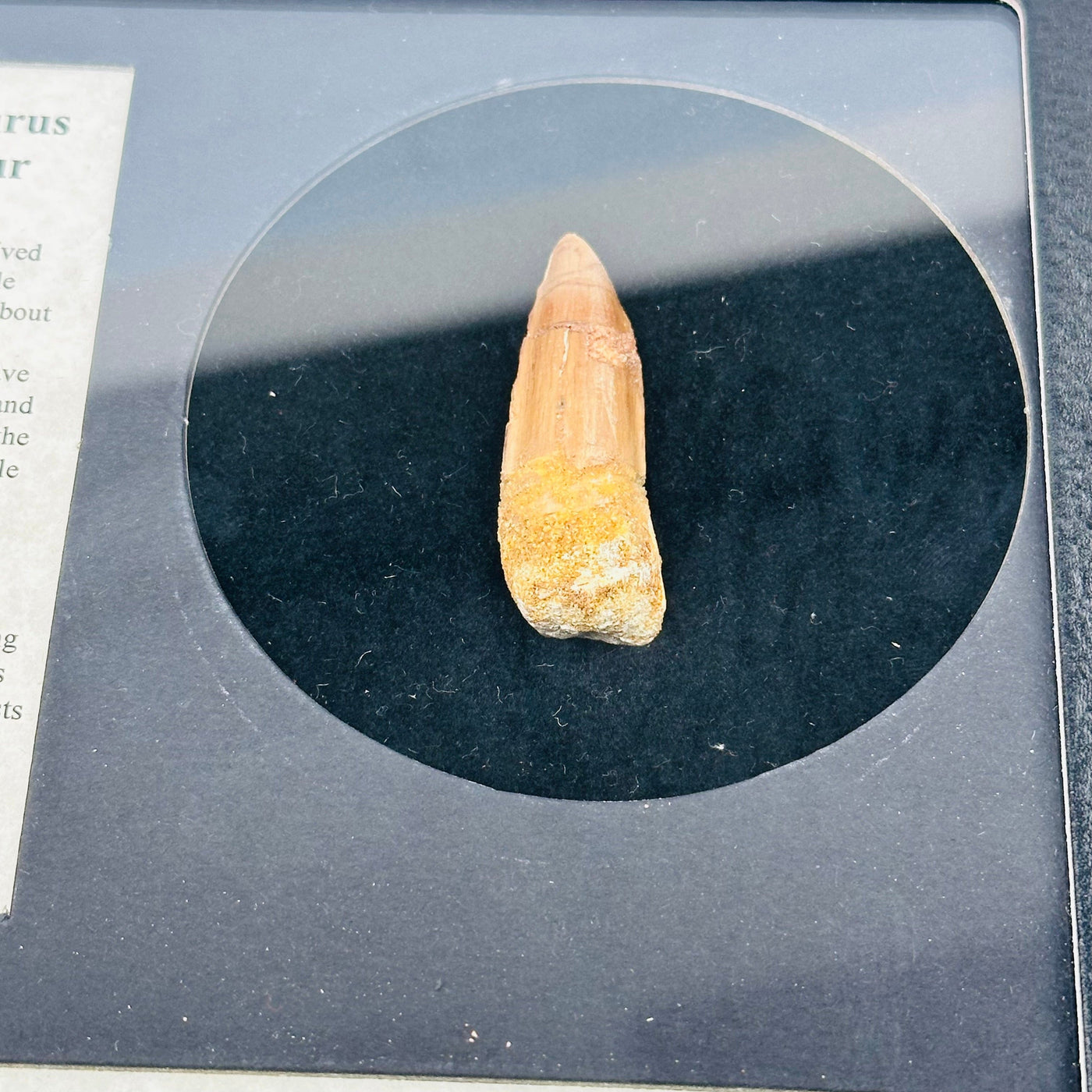 close up of the fossilized tooth
