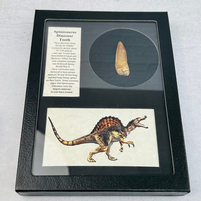 Spinosaurus Dinosaur Tooth - Fossil Display -