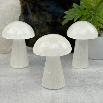 multiple mushrooms to show the slight differences in sizes 
