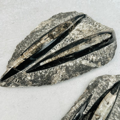 close up of the orthoceras fossils