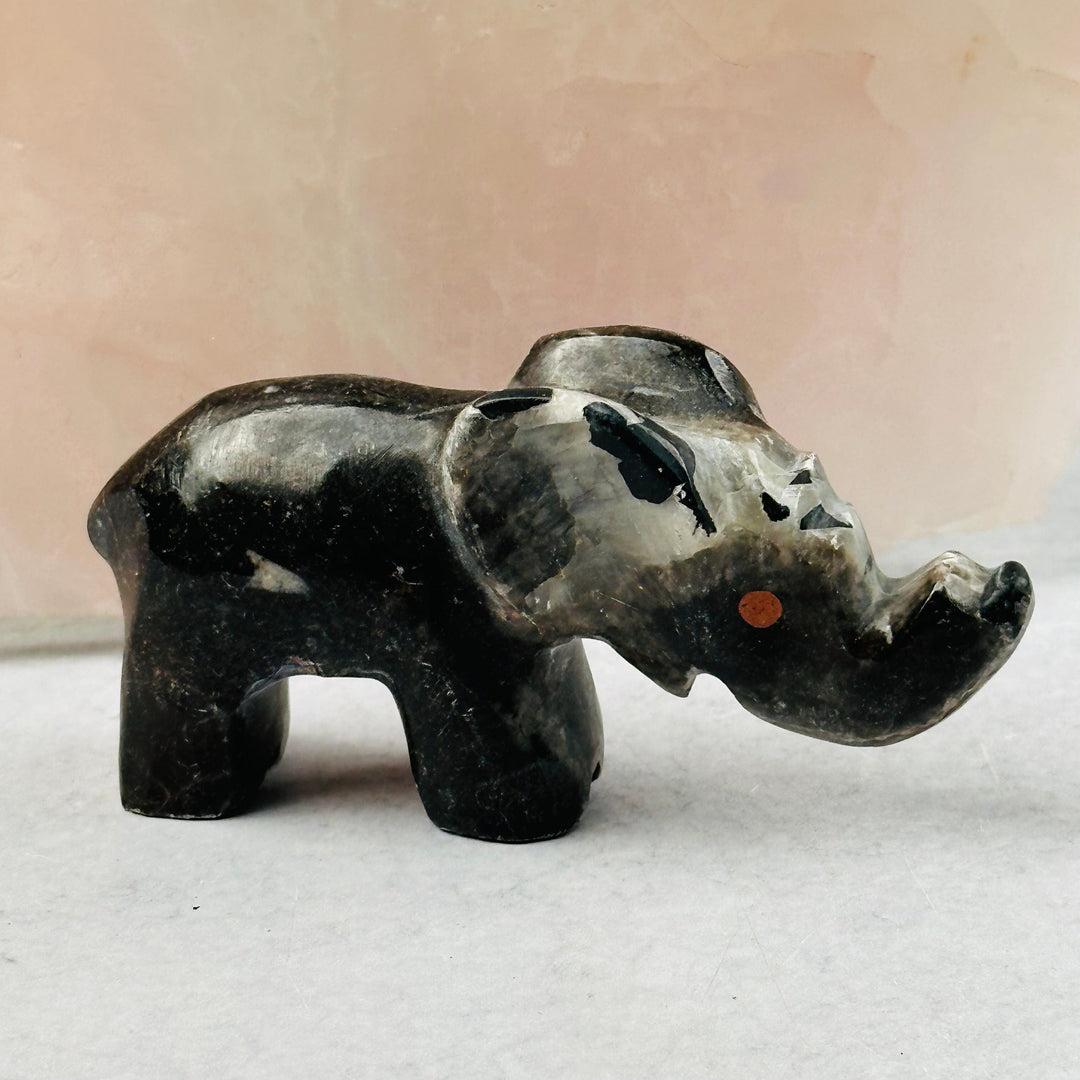 Orthoceras Polished Elephant Fossil Collection – Rock Paradise