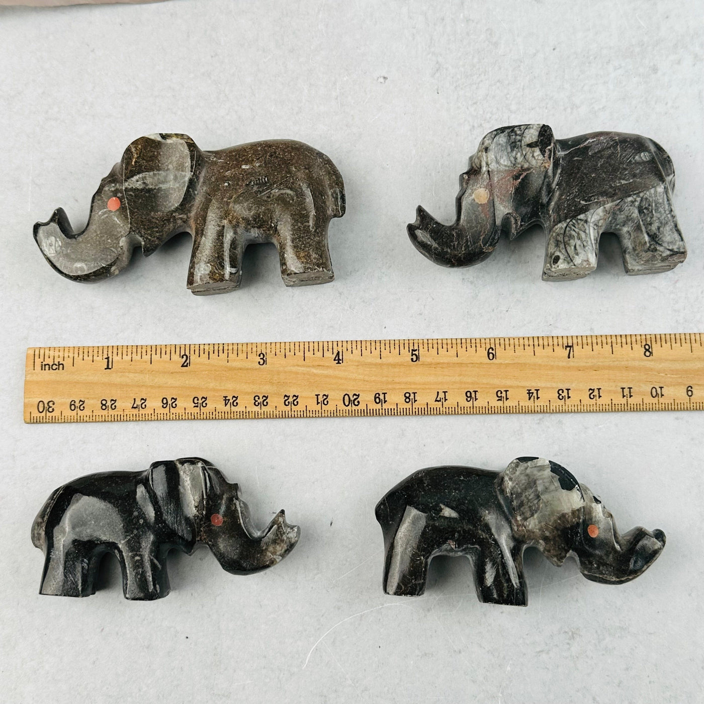 Orthoceras Polished Elephants next to a ruler for size reference 