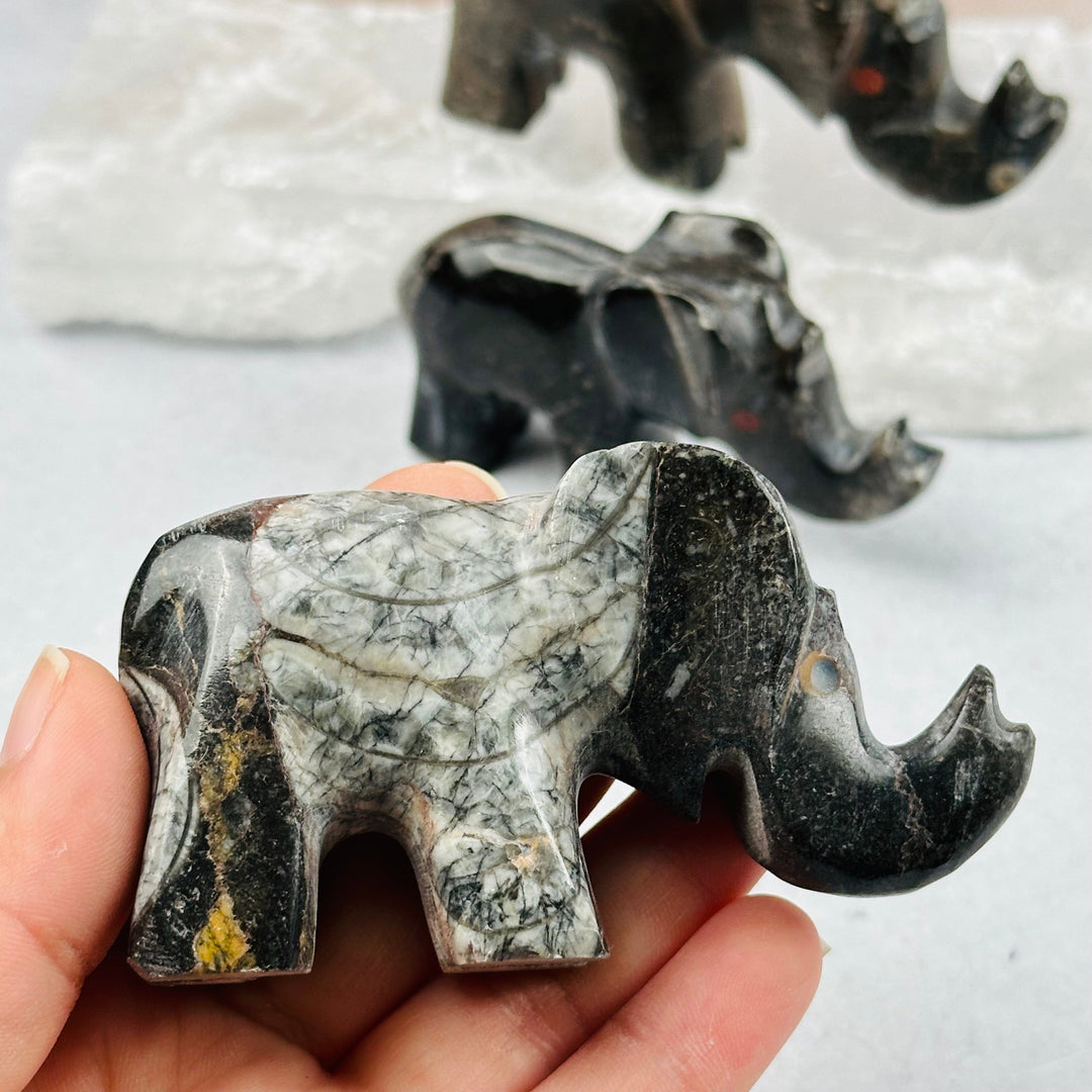 Orthoceras Polished Elephant Fossil Collection – Rock Paradise
