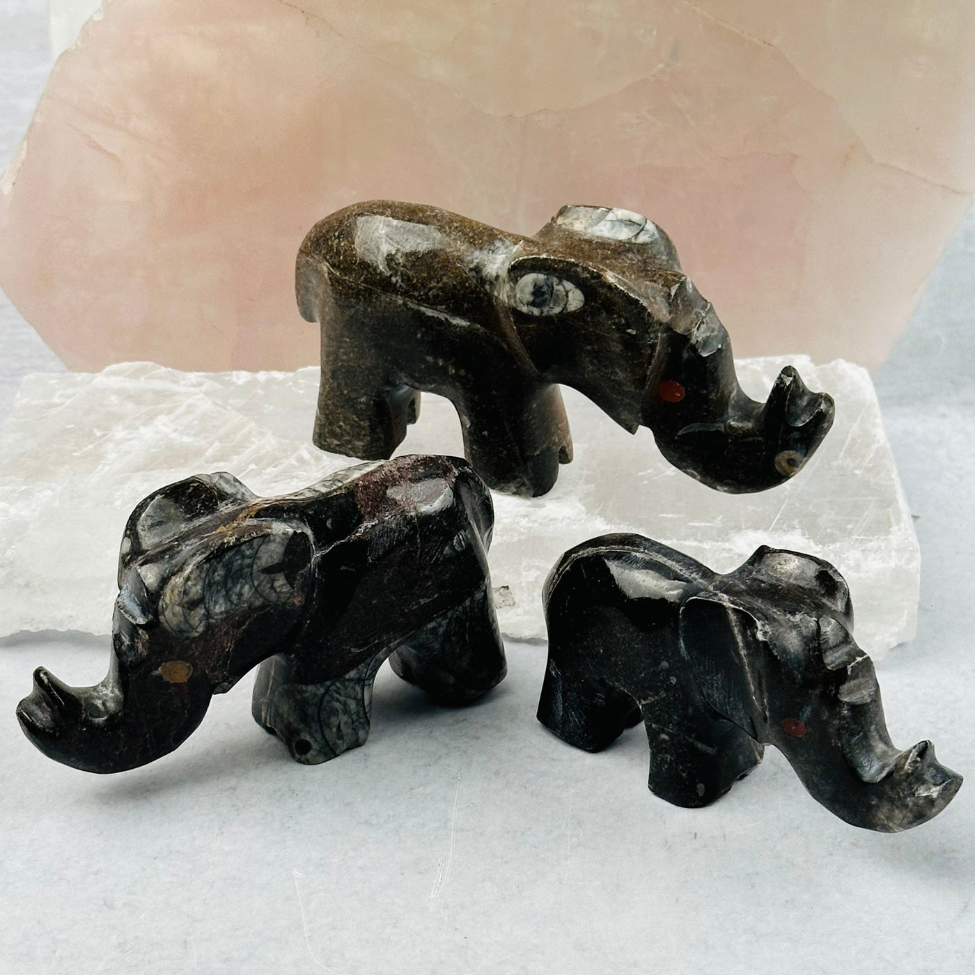 Orthoceras Polished Elephants