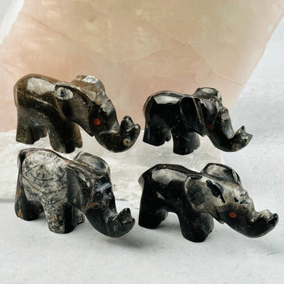 multiple Orthoceras Polished Elephants displayed to show the differences in the sizes and color shades