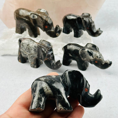 multiple Orthoceras Polished Elephants displayed to show the differences in the sizes and color shades 