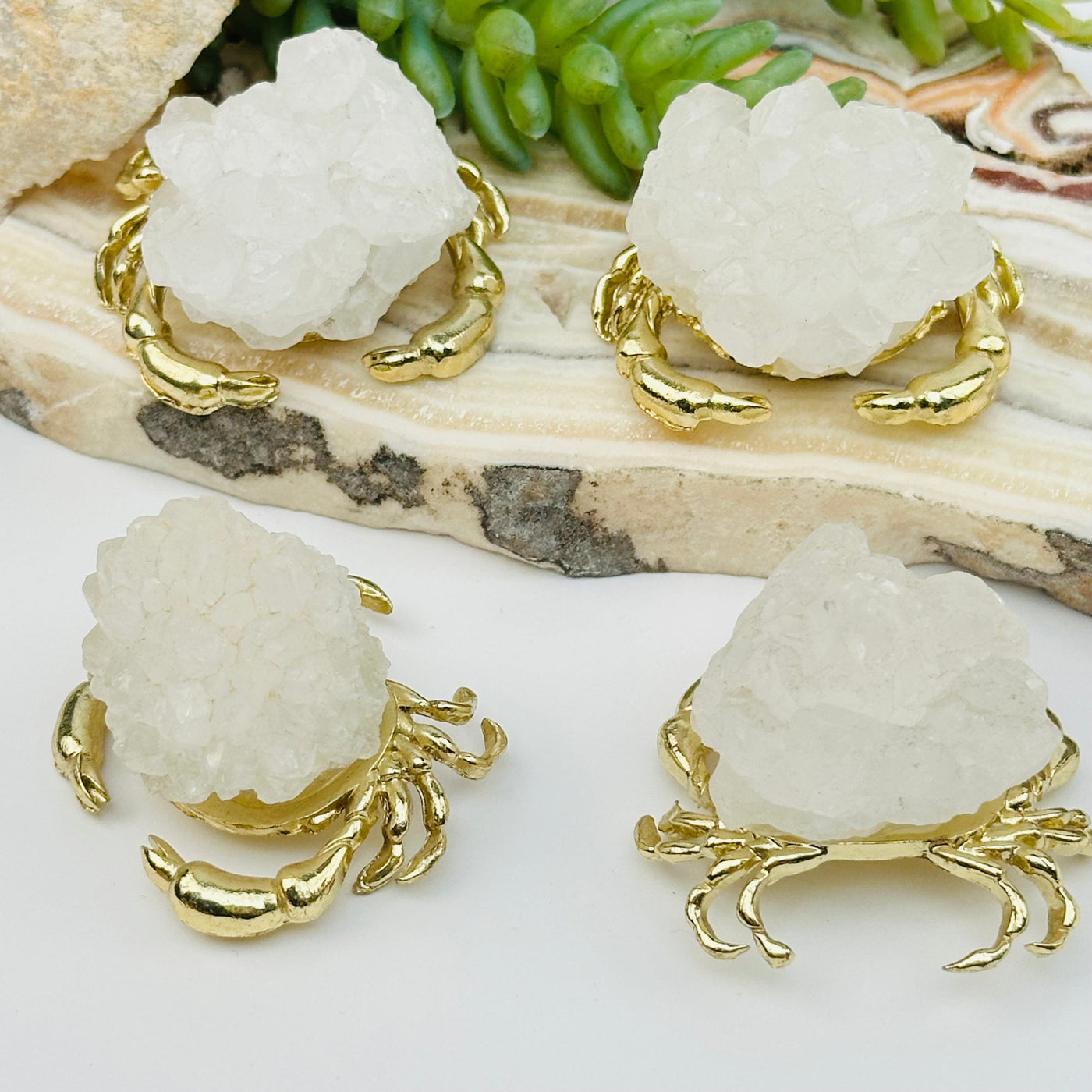 multiple crystal crabs displayed to show the differences in the sizes