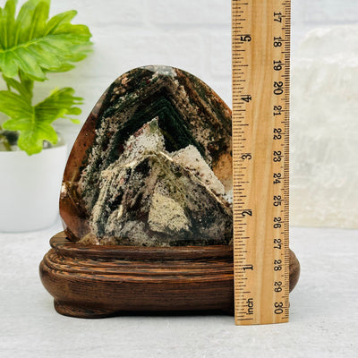 Lodolite Quartz on Wooden Stand next to a ruler for size reference 