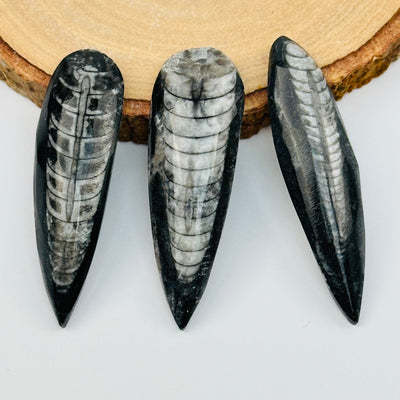 close up of the details on these Orthoceras cabochons 