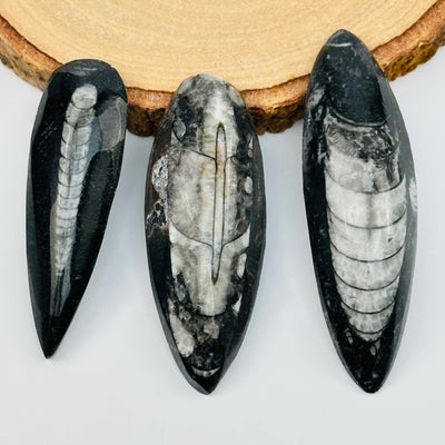 close up of the details on these Orthoceras cabochons 