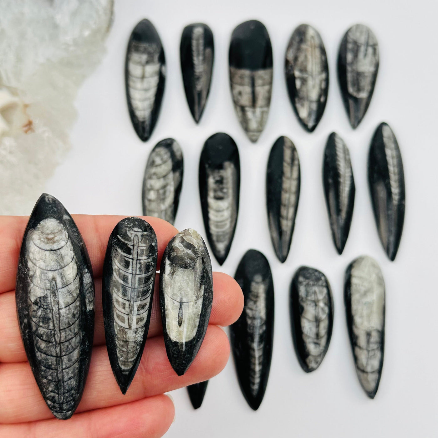 Orthoceras Fossil Cabochons displayed in hand for size reference 