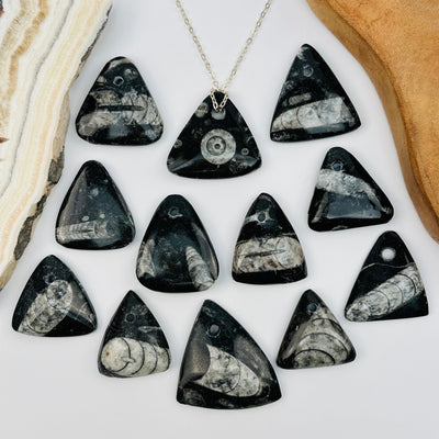 multiple Orthoceras Triangular Fossil Drop Beads displayed to show the differences on the sizes and patterns 
