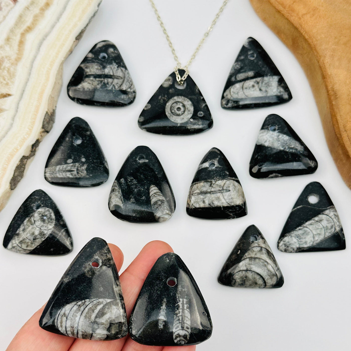 Orthoceras Triangular Fossil Drop Bead - Top Drilled Bead - in hand for size reference